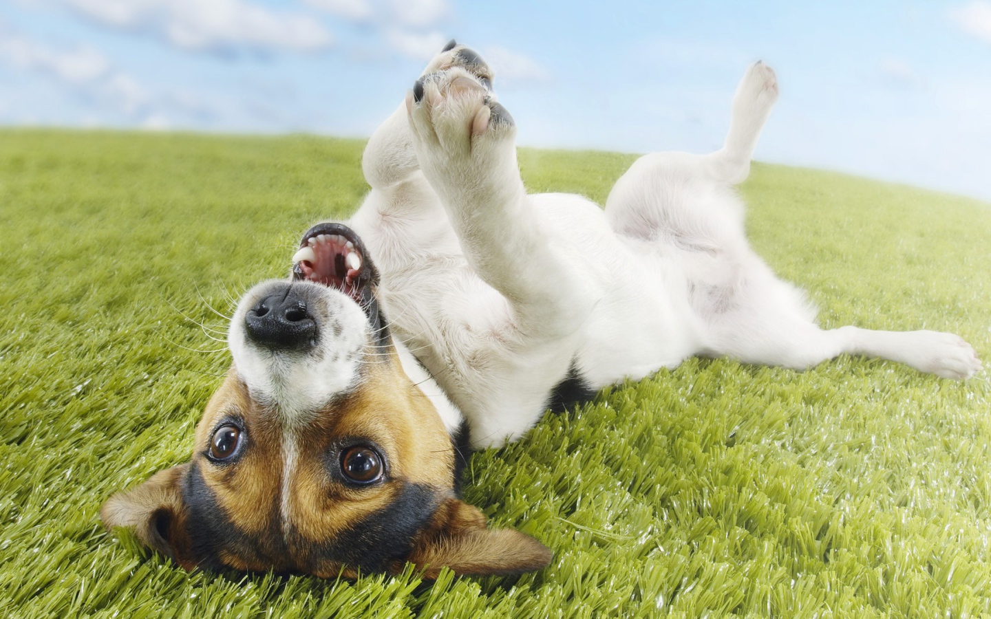 Собака валяется на траве