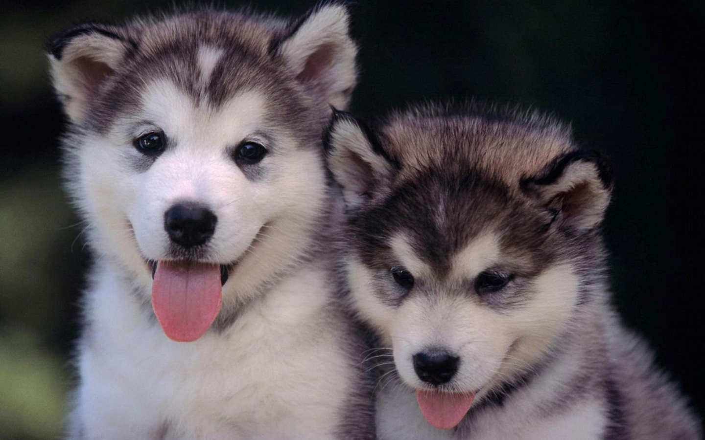 Щенки сибирского хаски