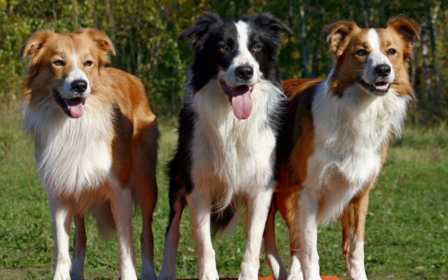 Три собаки бордер-колли