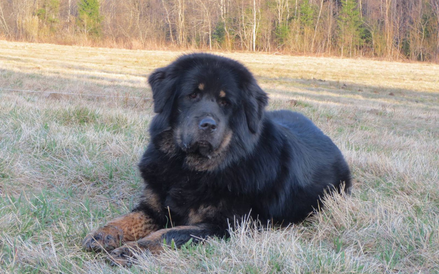 Тибетский мастиф на траве