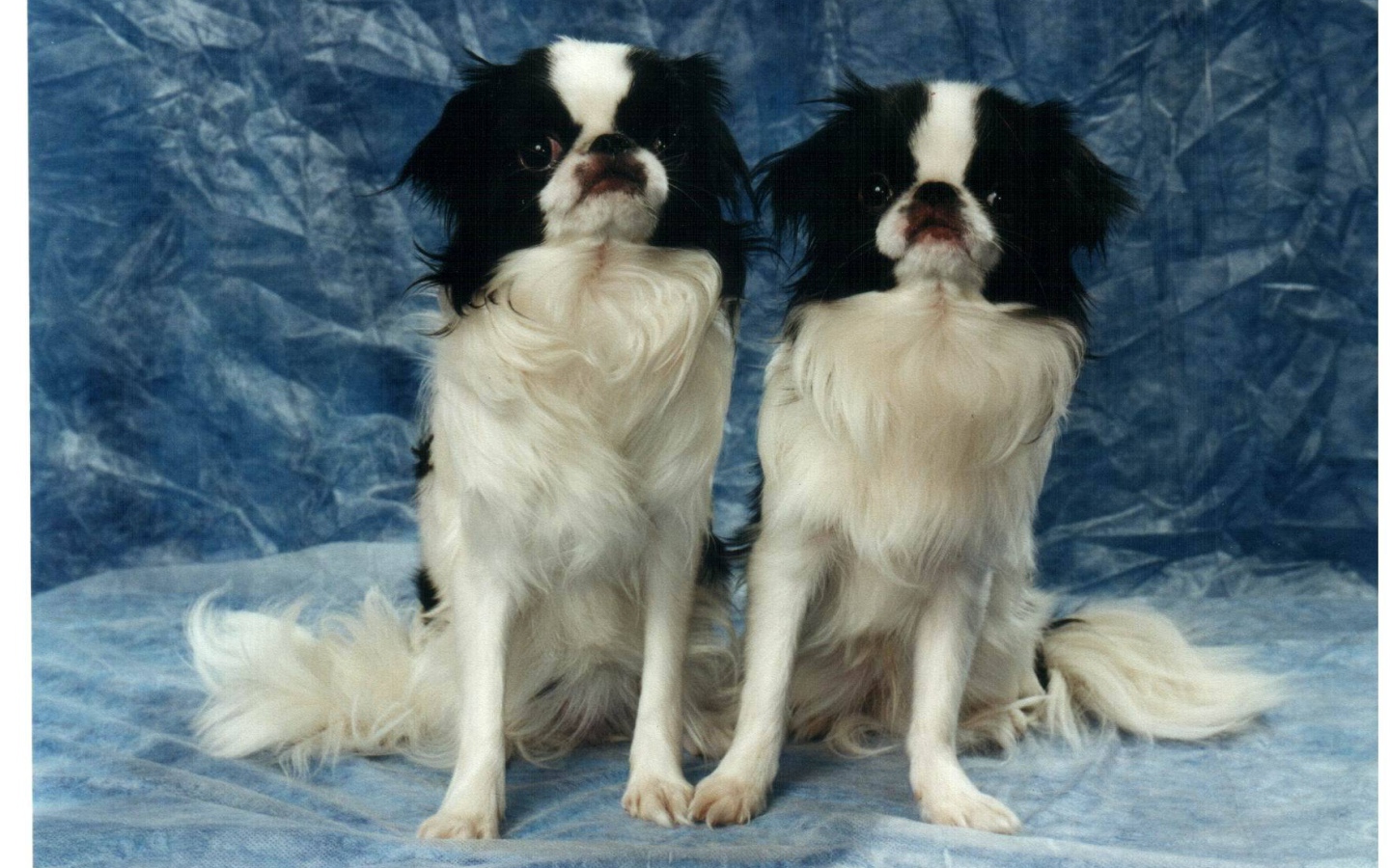 Two Japanese Chin on a blue background