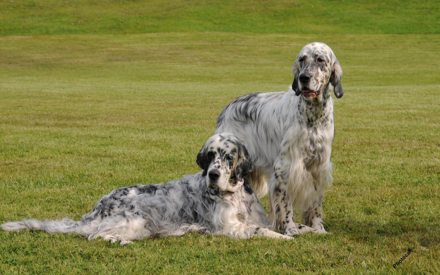 Two adult English Setter