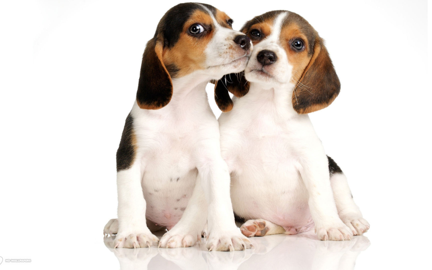 Два щенка породы бигль на белом фоне