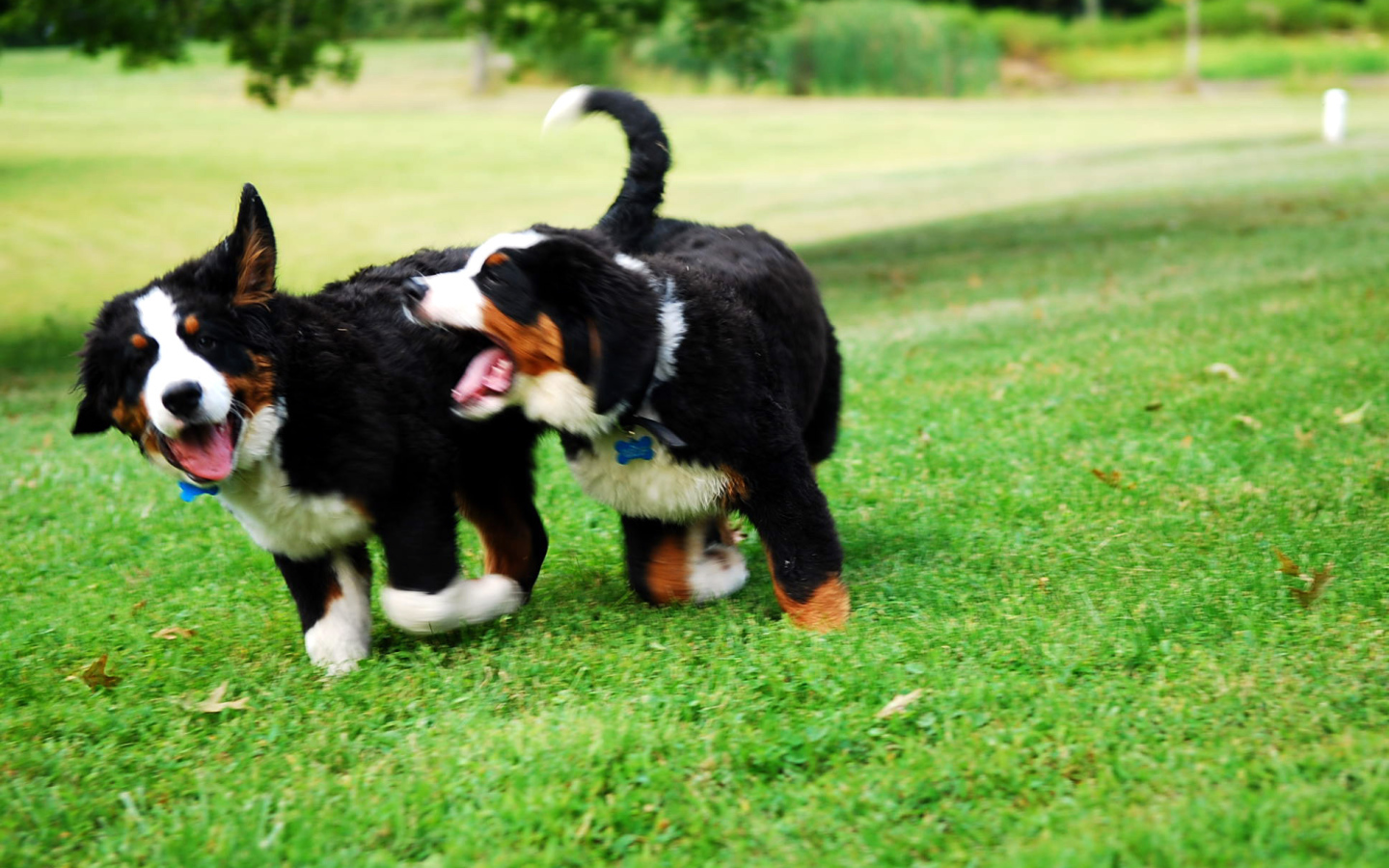 Два щенка бернской пастушьей собаки играют на траве