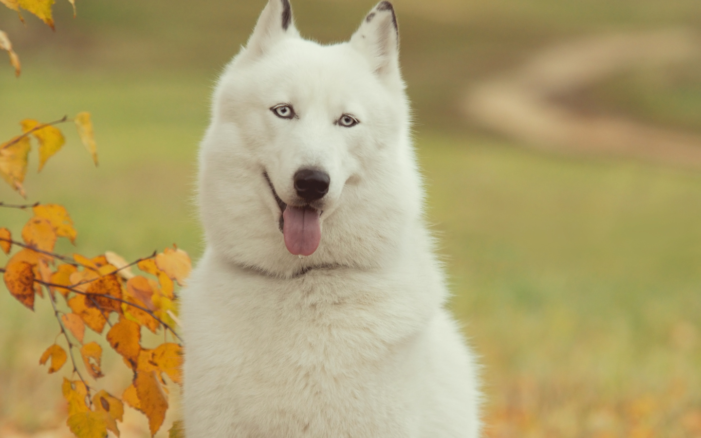 Белый Сибирский хаски