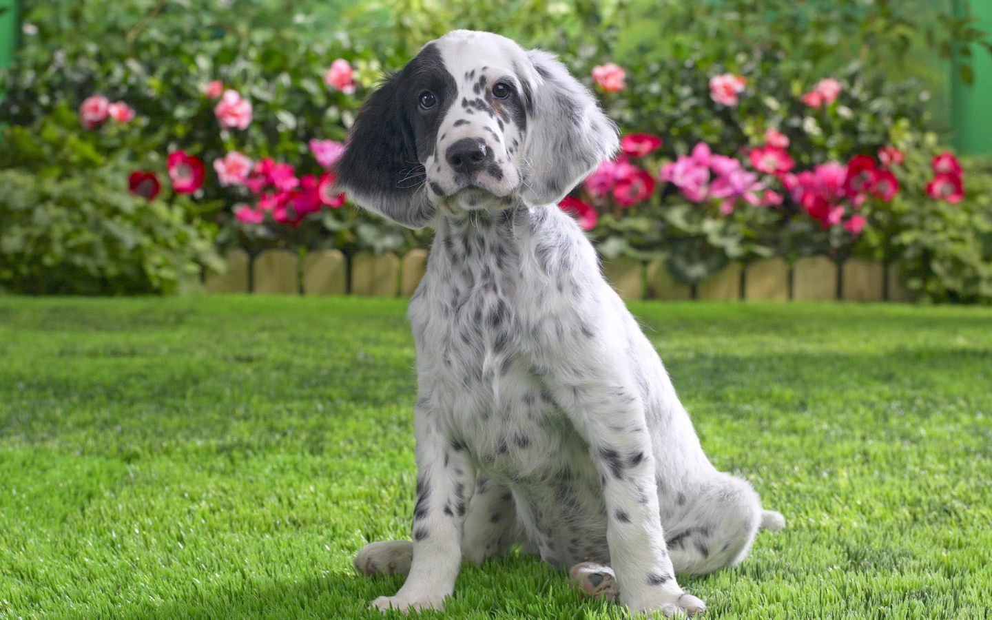Young English setter on the flower background