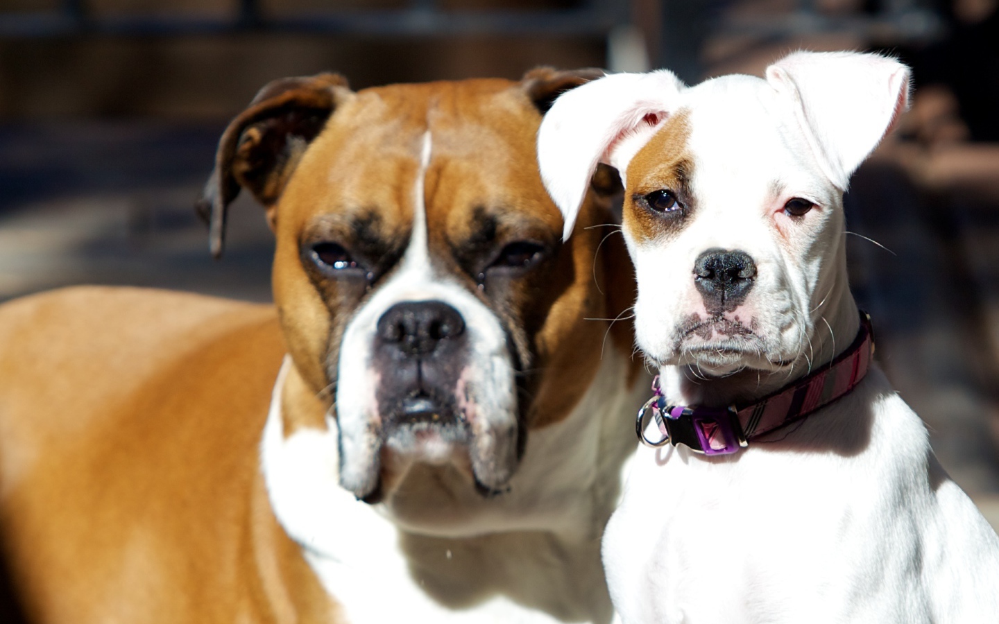 Молодой и взрослый боксеры