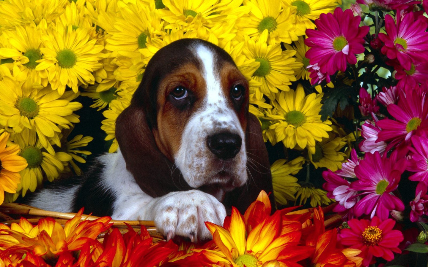 Молодой бассет-хаунд в цветах