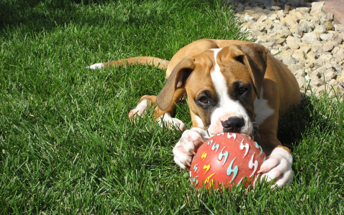 Молодой боксёр с мячом