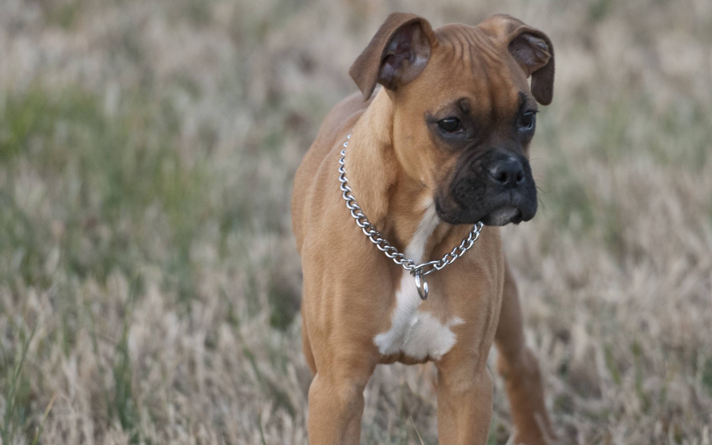 Красивый щенок боксёра кого-то увидел