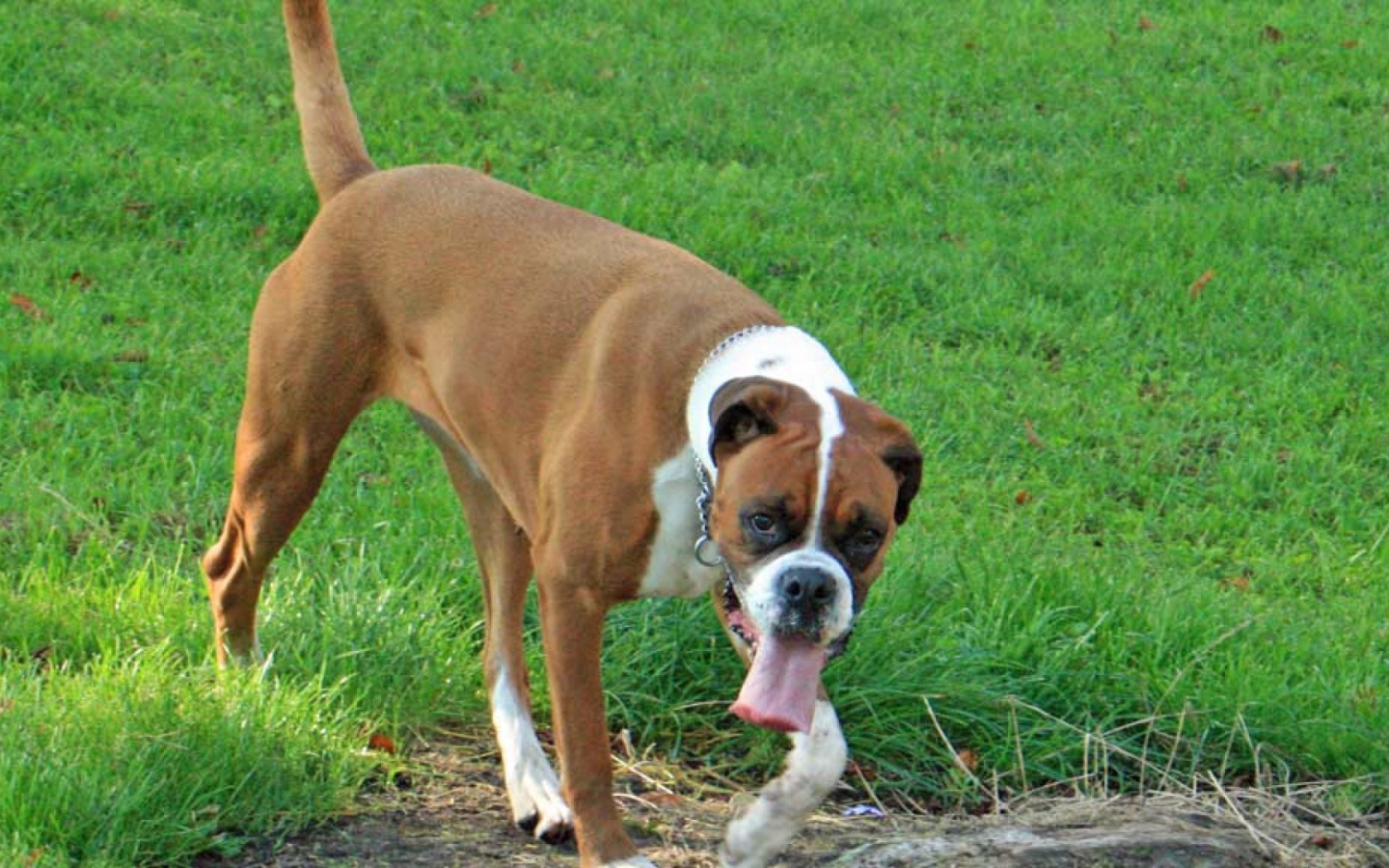 Боксёр с длинным языком гуляет по траве