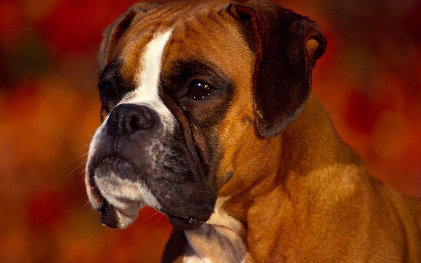 Портрет серьёзного боксёра