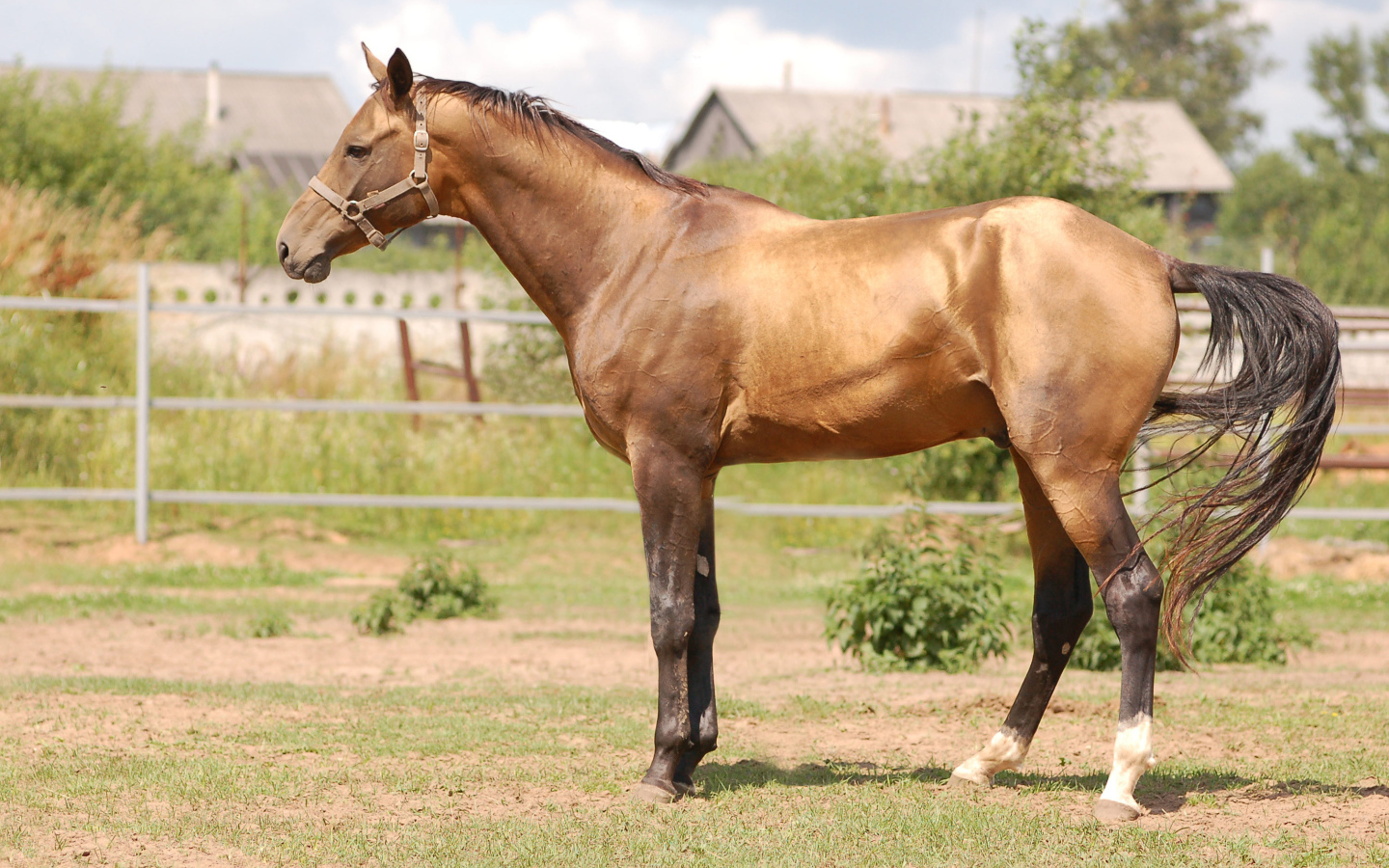 Буденновская лошадь