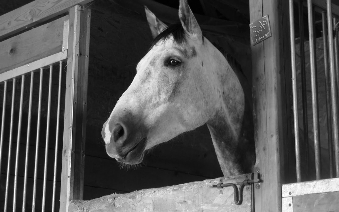 Загнанная лошадь