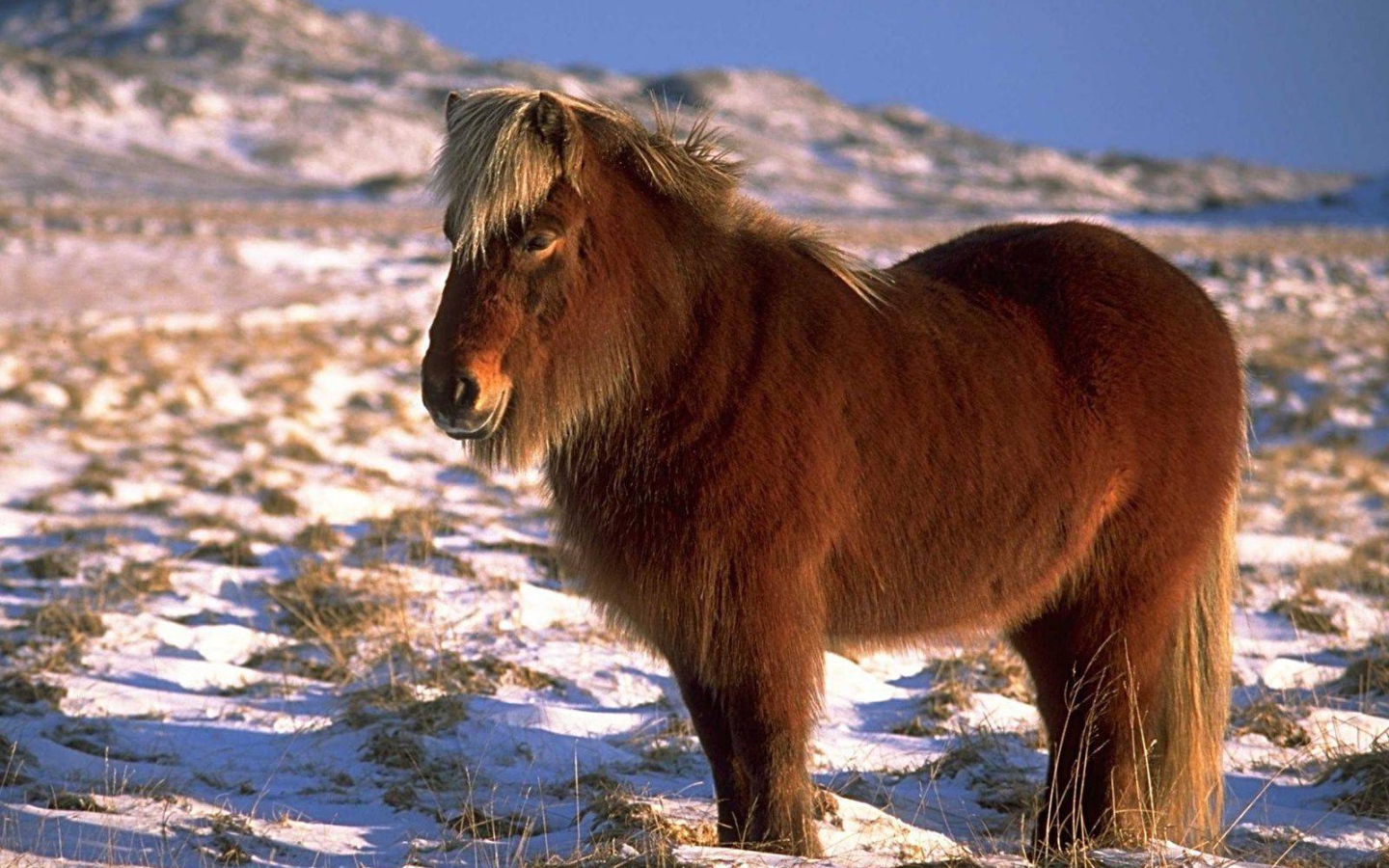 Карликовая лошадь