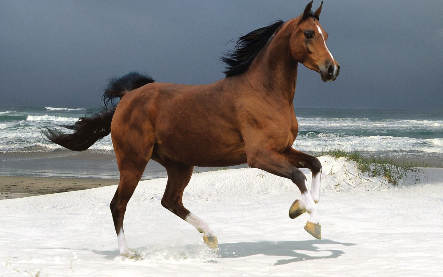 Бегущая лошадь