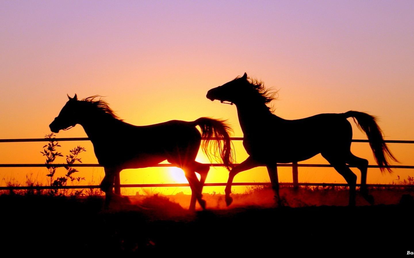 Силуэты лошадей