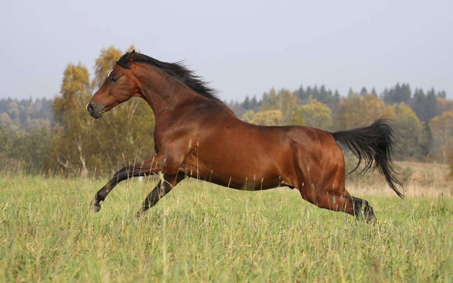 Умная лошадь