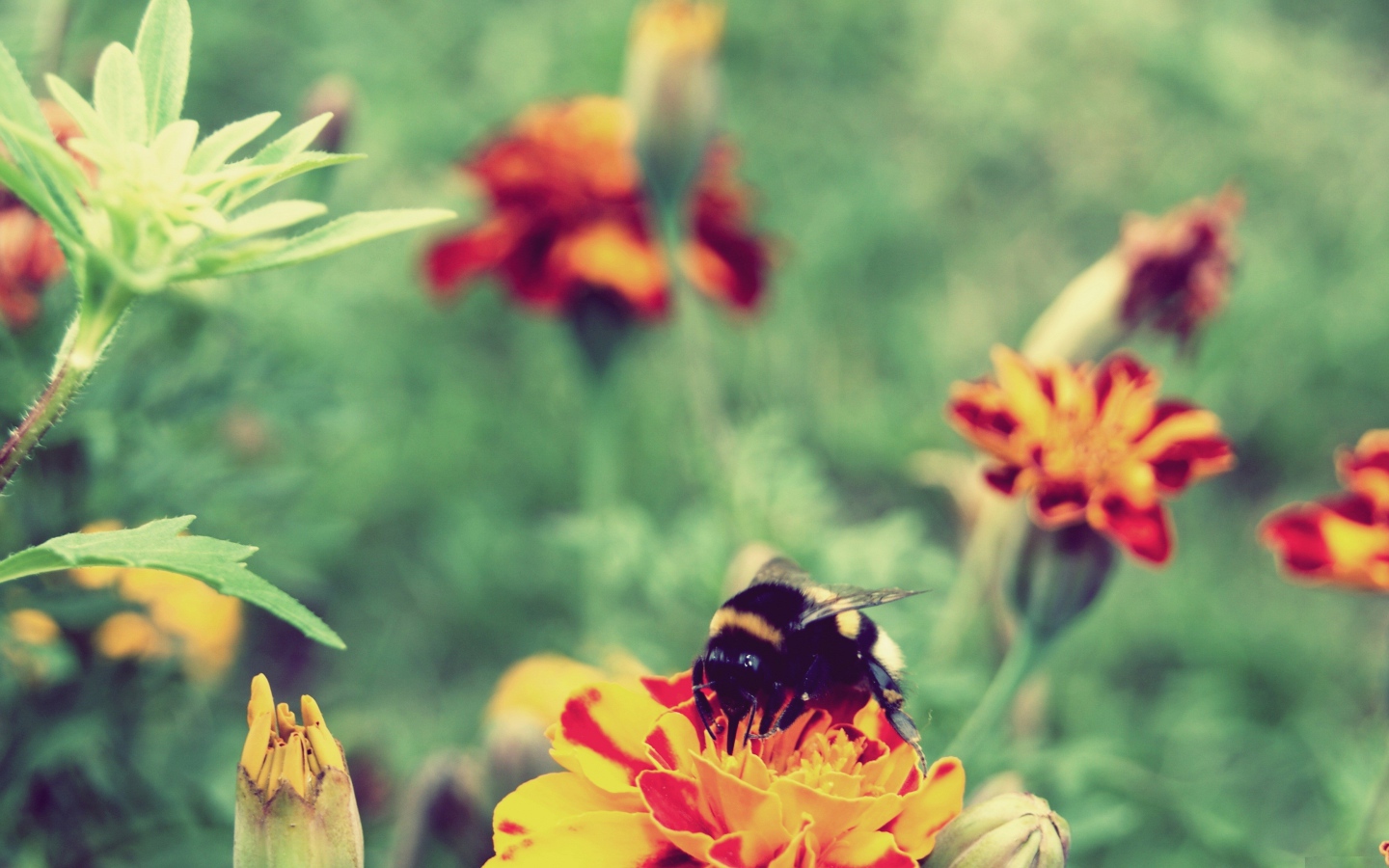 Шмель сидит на цветке