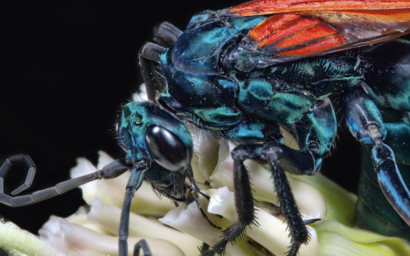 Муха крупным планом