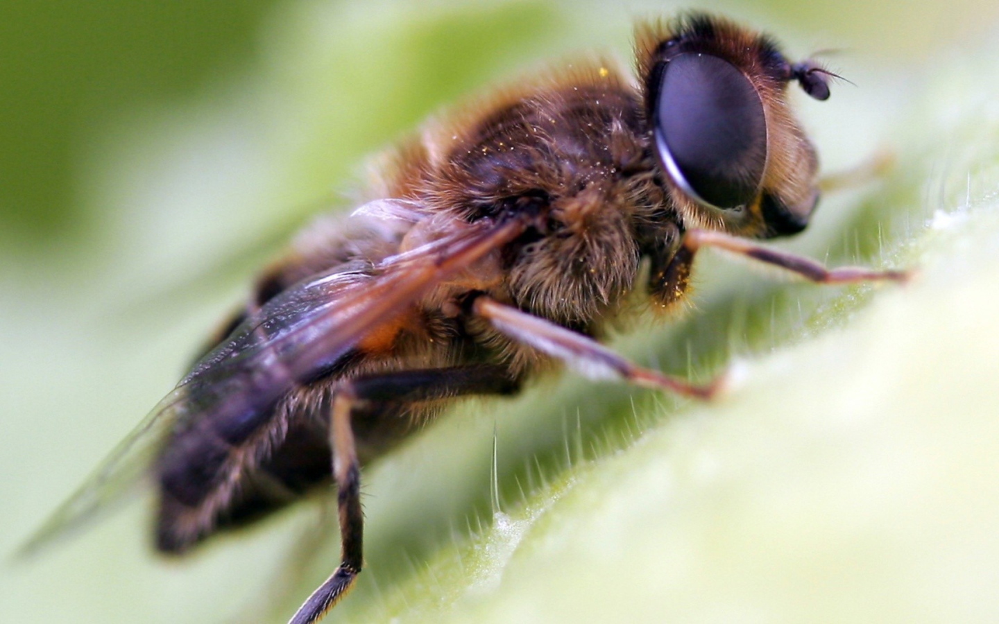 Волосатая муха