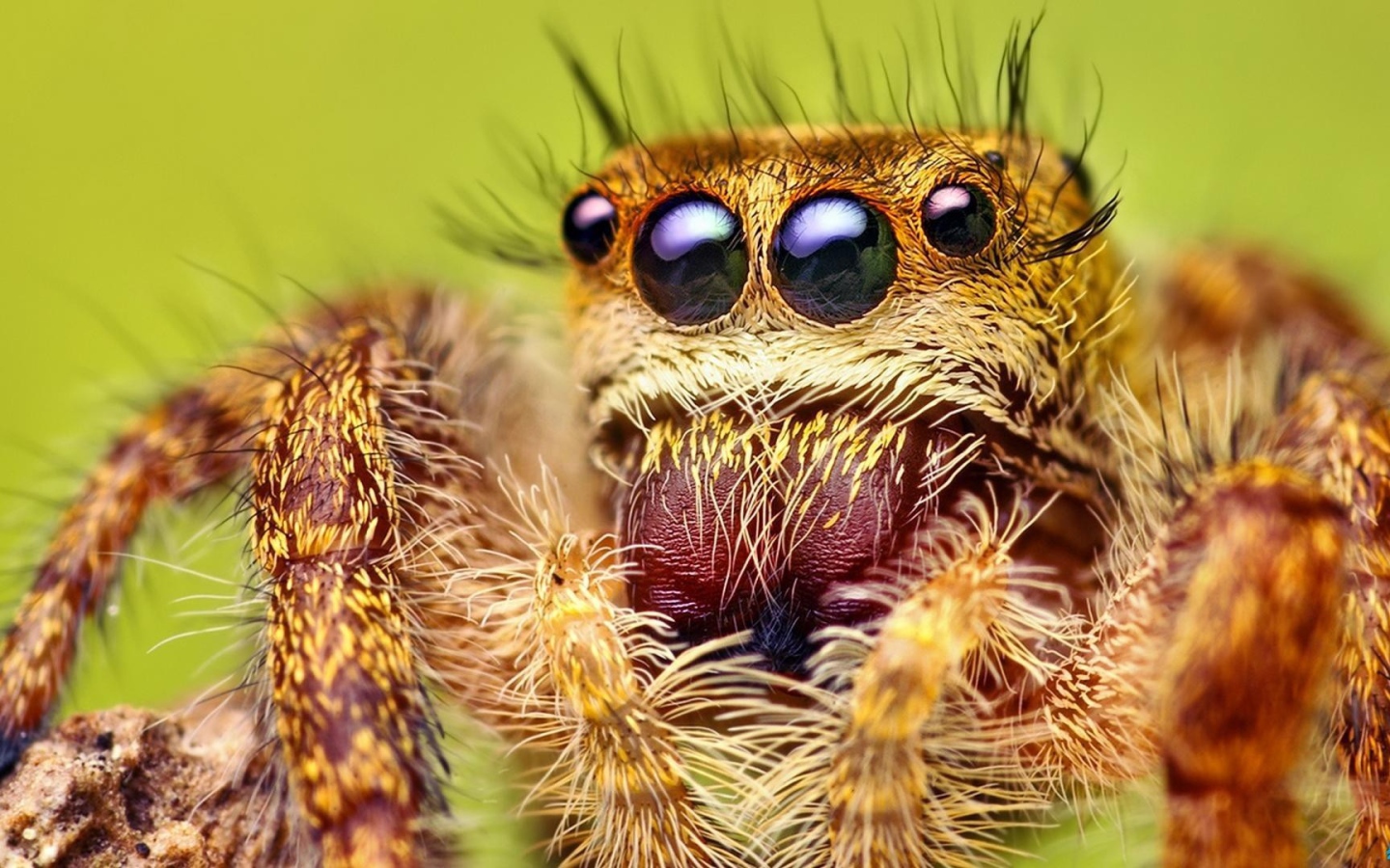 Взгляд паука