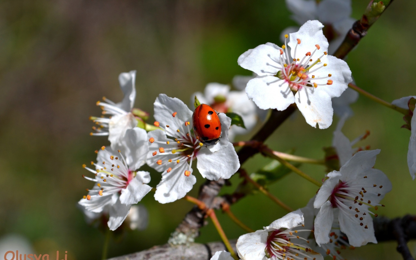 Божья коровка на яблоне