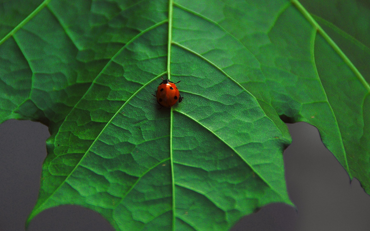 Божья коровка на клене