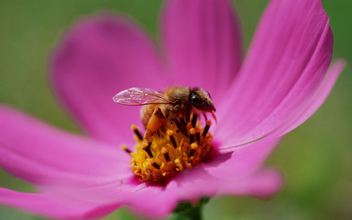 Пчела на цветке медоносе
