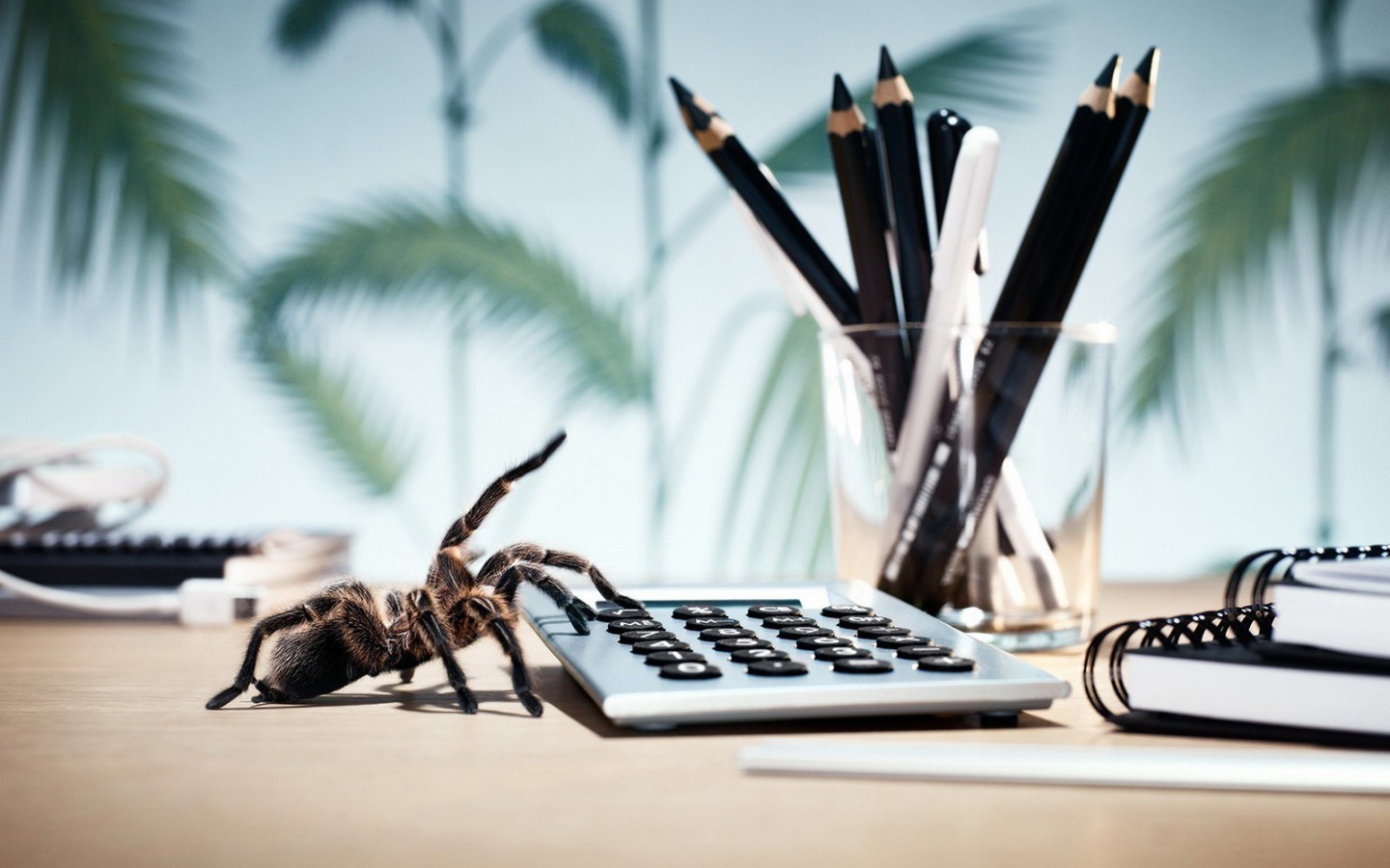 Паук у калькулятора