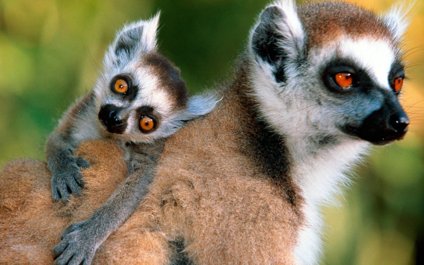 Лемур с детенышем на спине