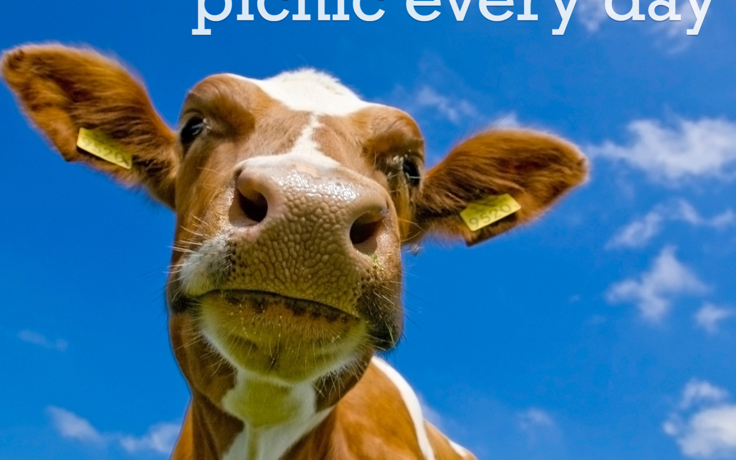 На пикнике каждый день