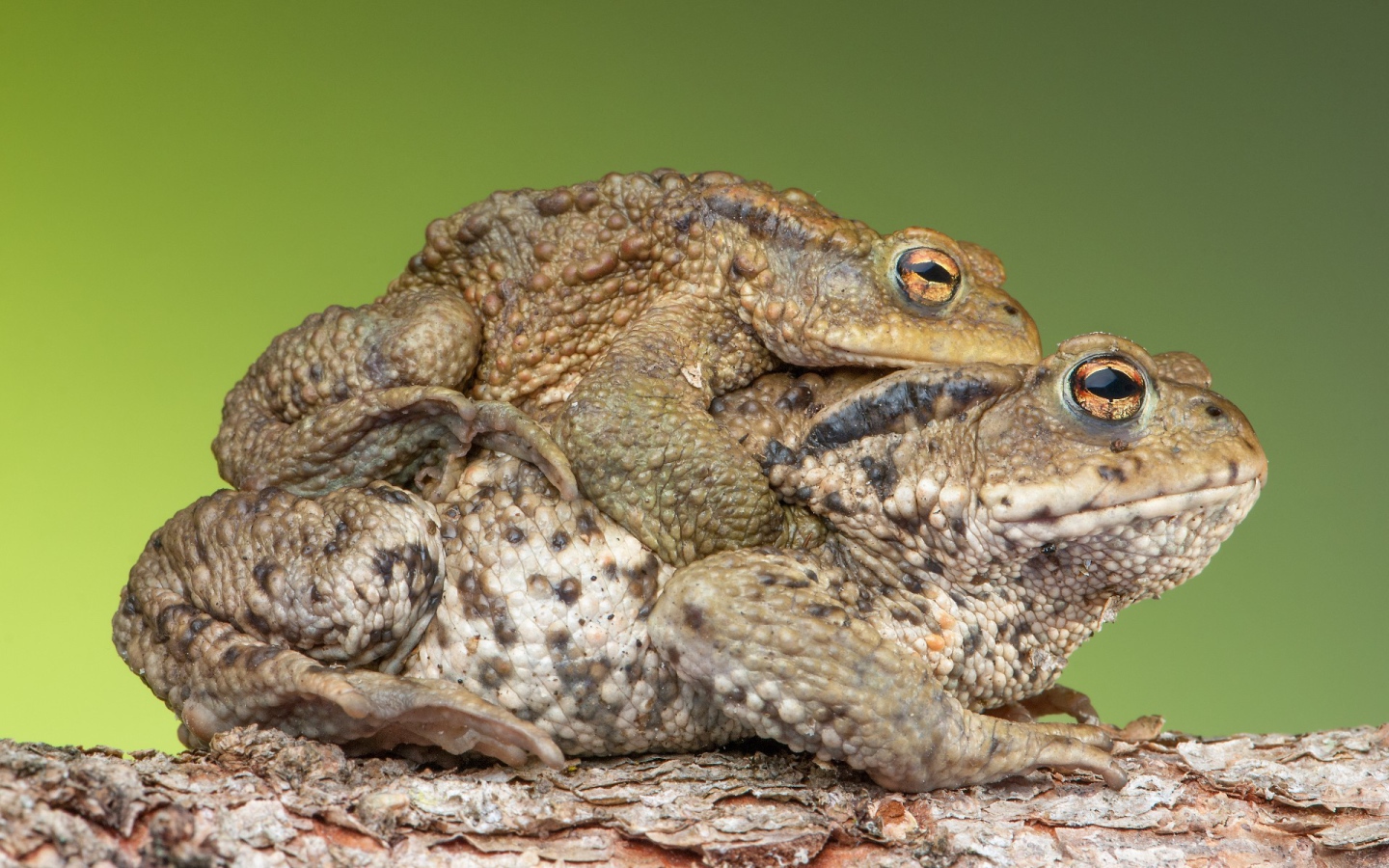 Милая парочка