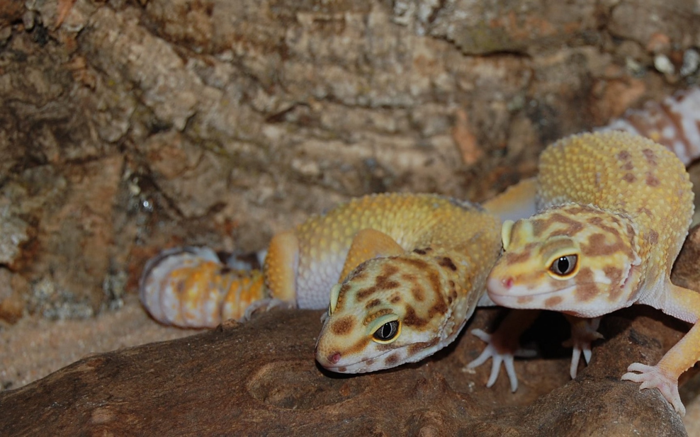 Две ящерицы