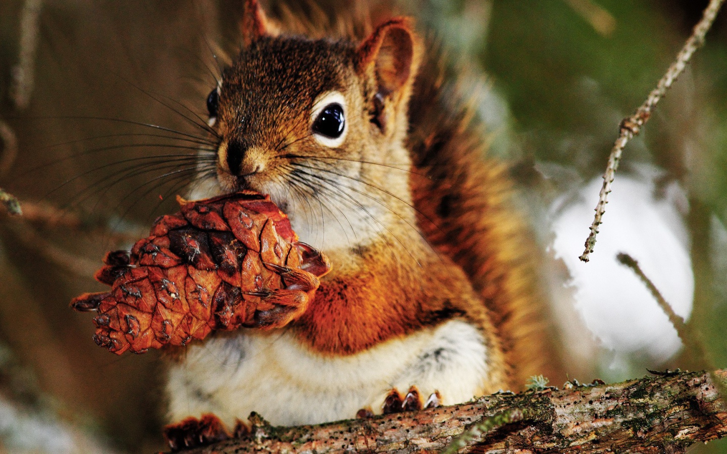 Белка с шишкой