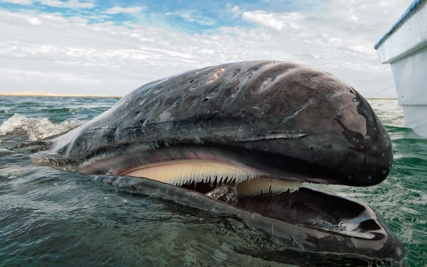 Крупнейших млекопитающих на земле. Гренландский кит пасть. Гренландский Кашалот. Китовый ус синего кита. Гренландский кит Охотское море.