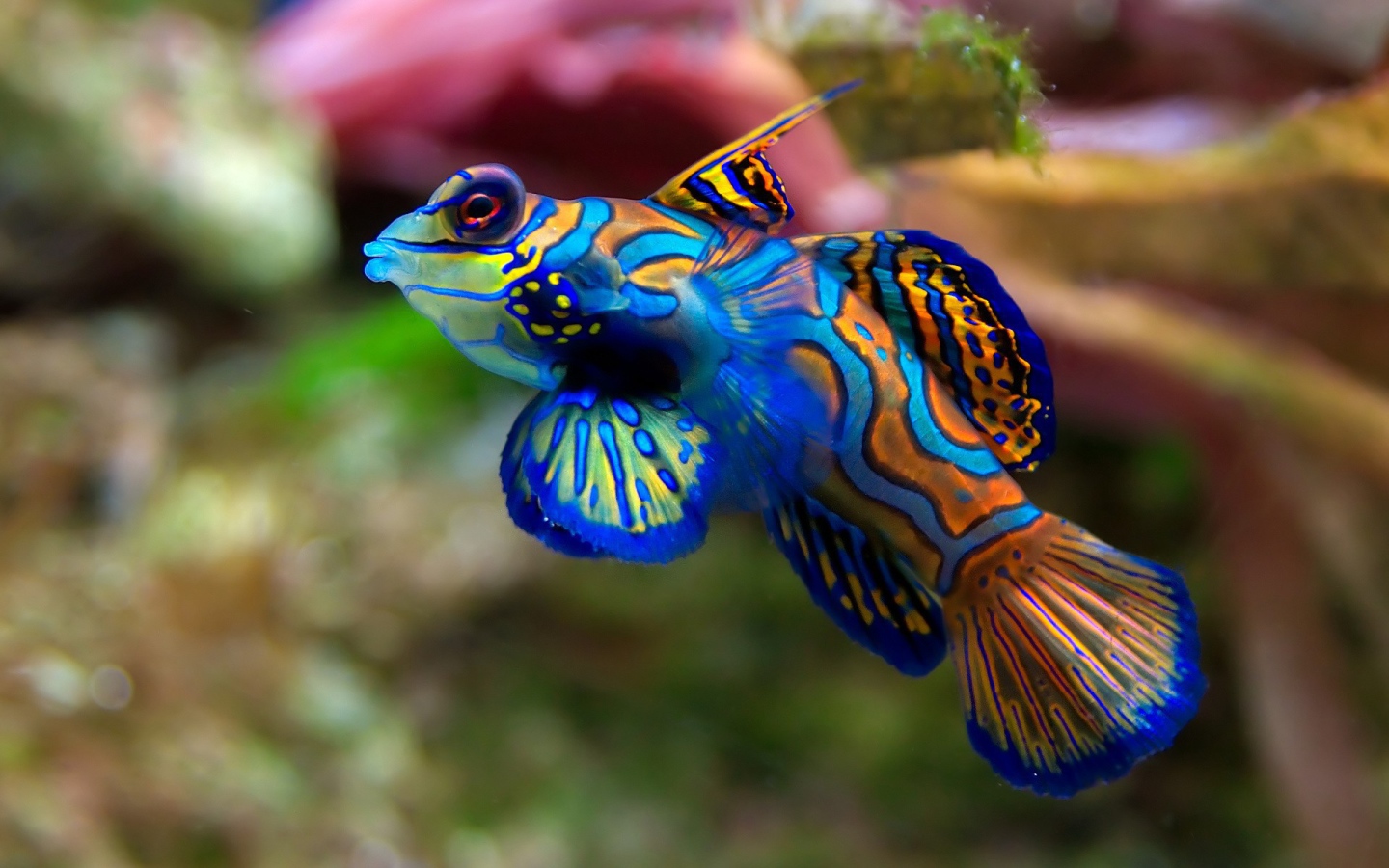 Очень цветная рыбка