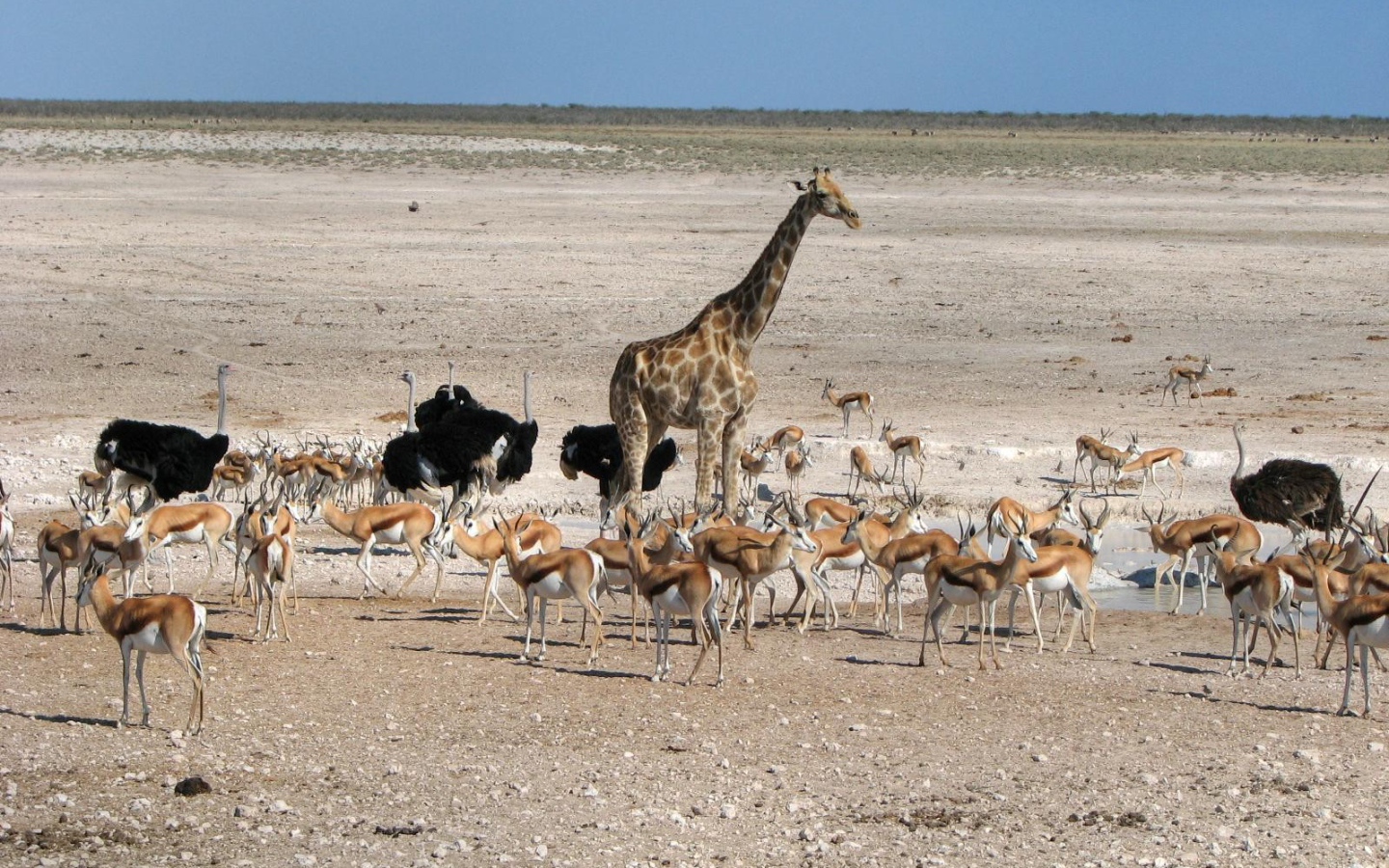 Животные Африки