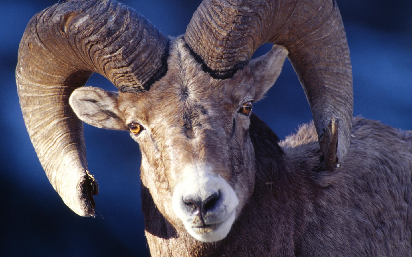 Баран со сломанным рогом