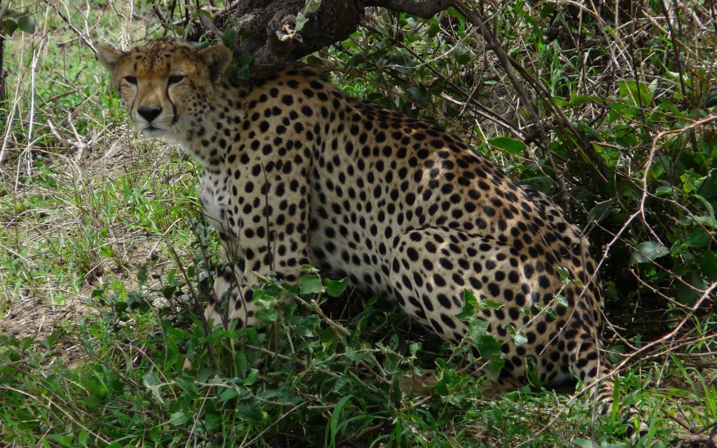 Животные кошачьей породы гепард