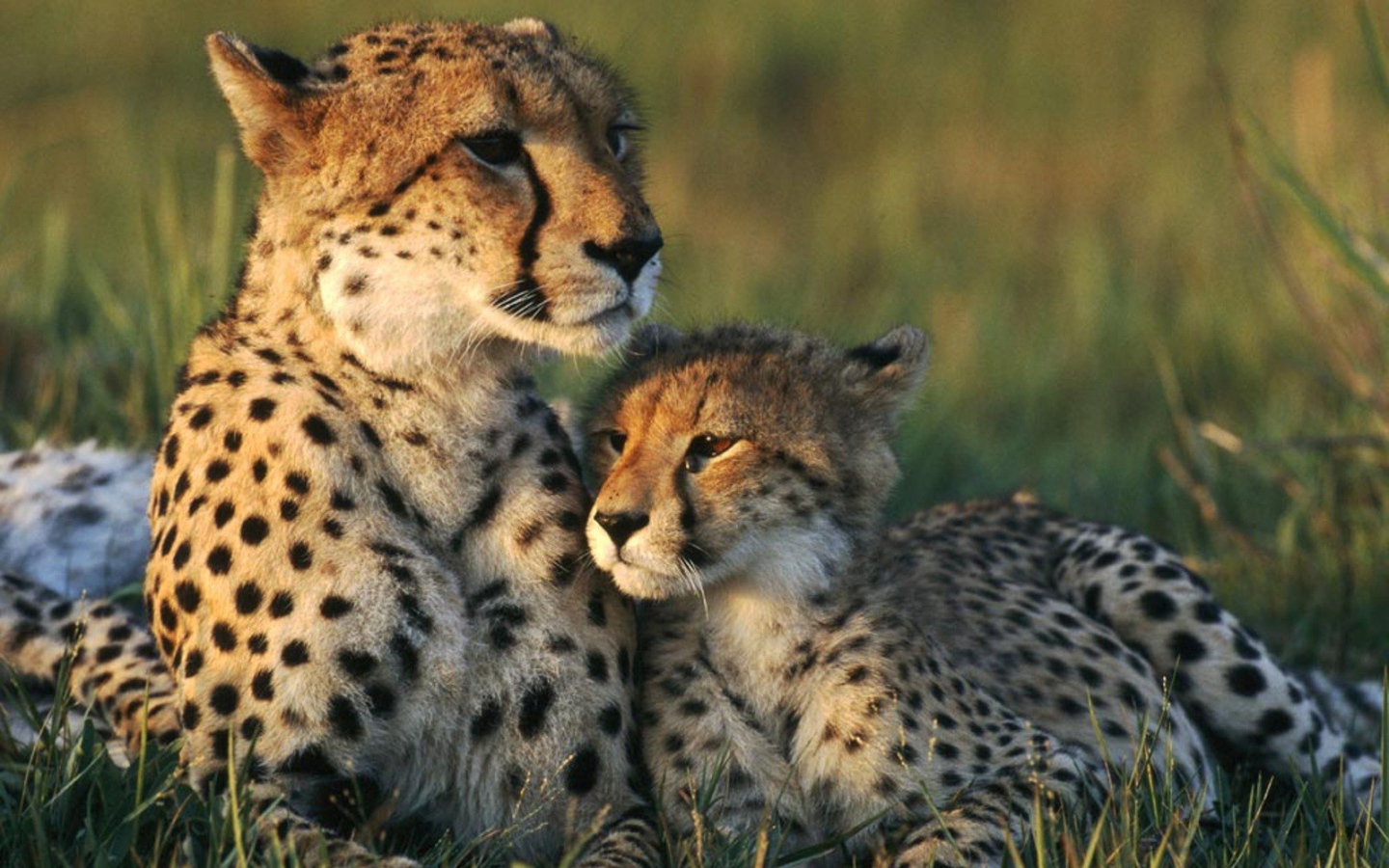 Семья Гепардов