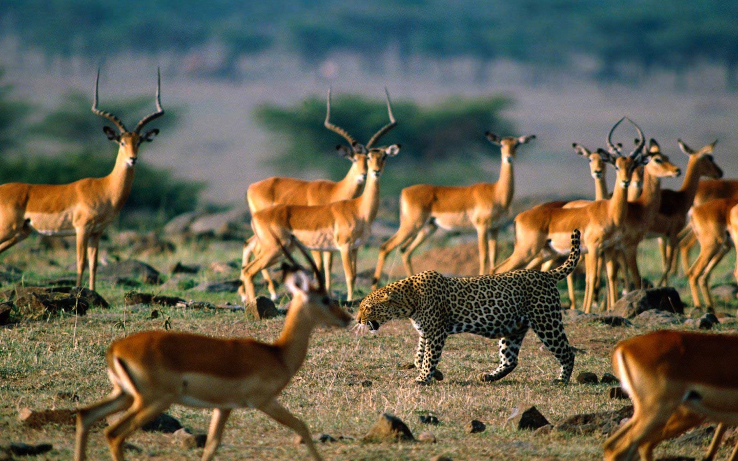 Леопард среди антилоп