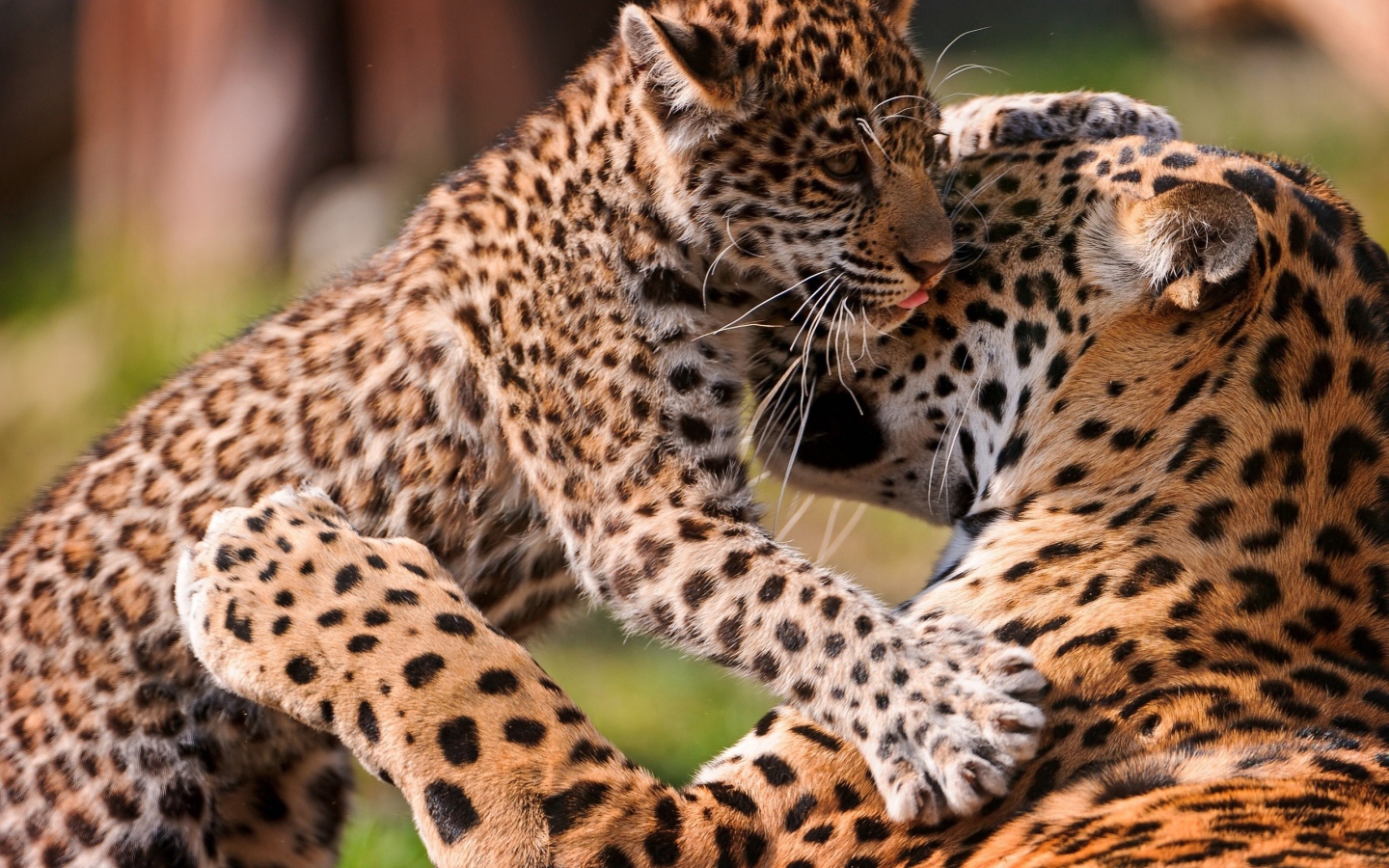 Leopard kitten