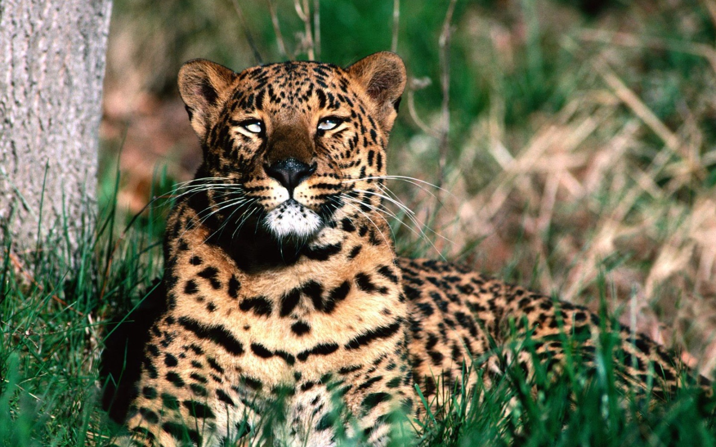 Леопард отдыхает после обеда