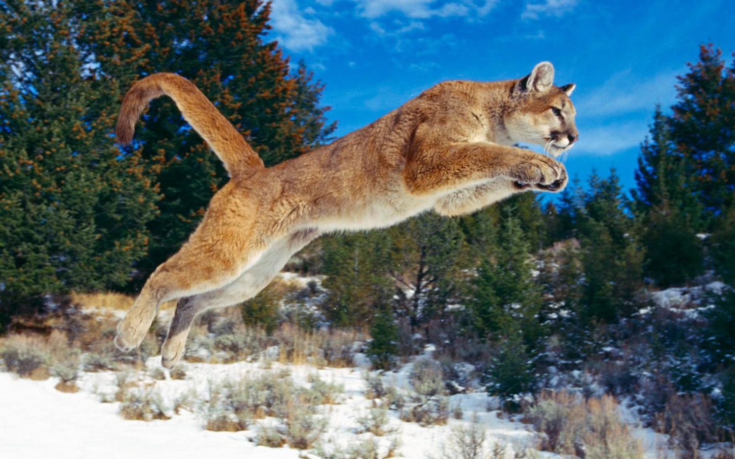Пума на охоте по снегу