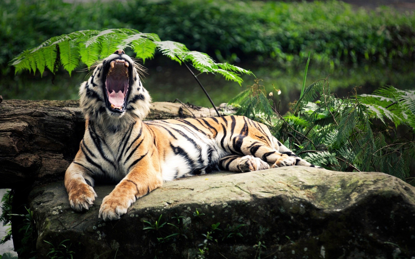 Пасть тигра