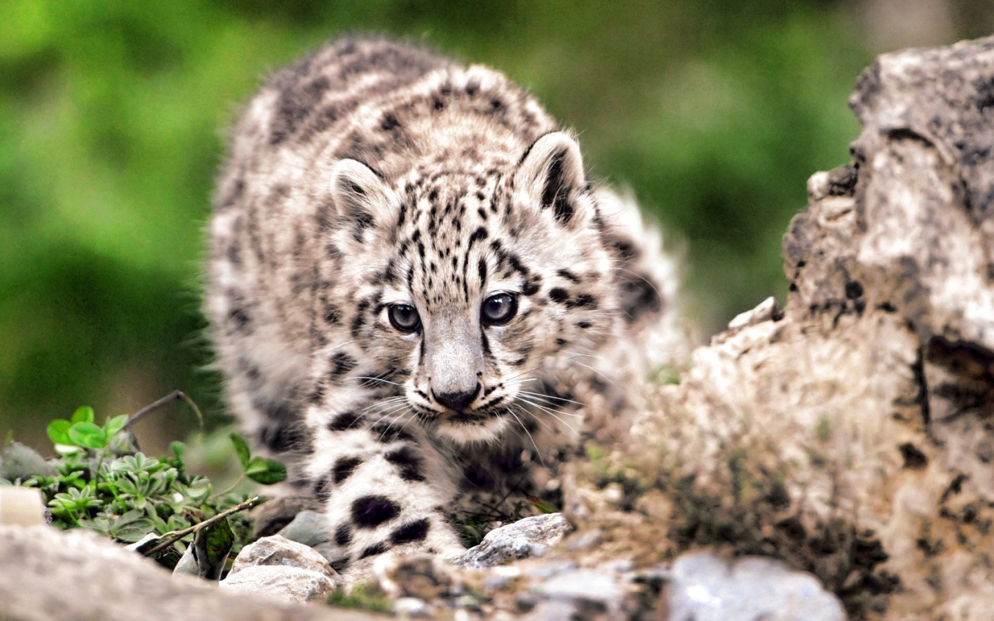 Дикая кошка на охоте