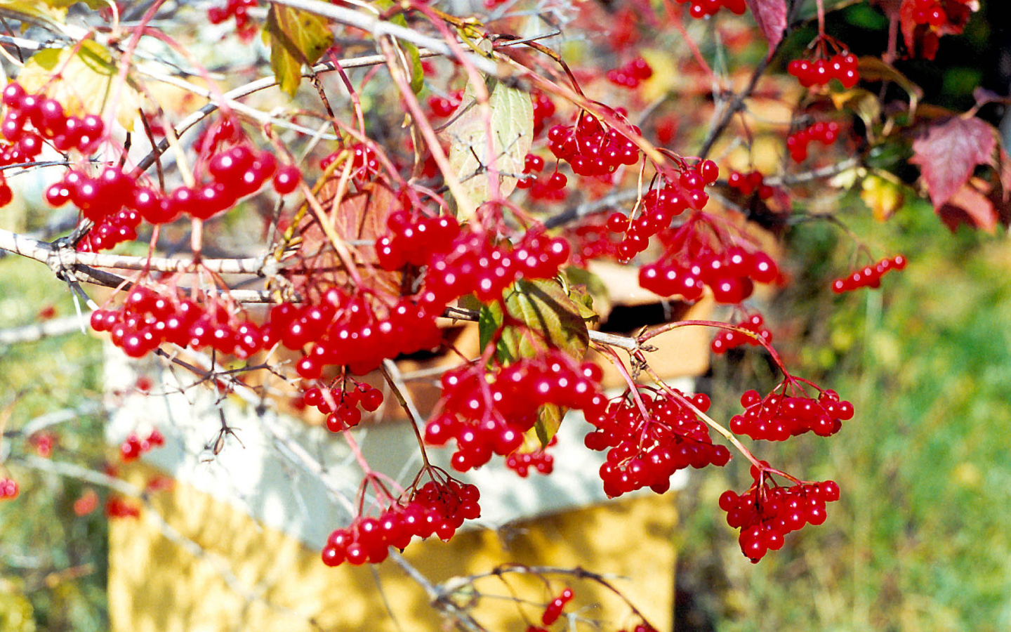  Калина Красная