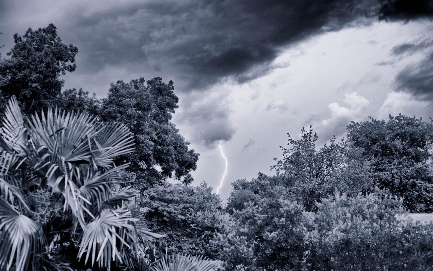 Молния в лесу