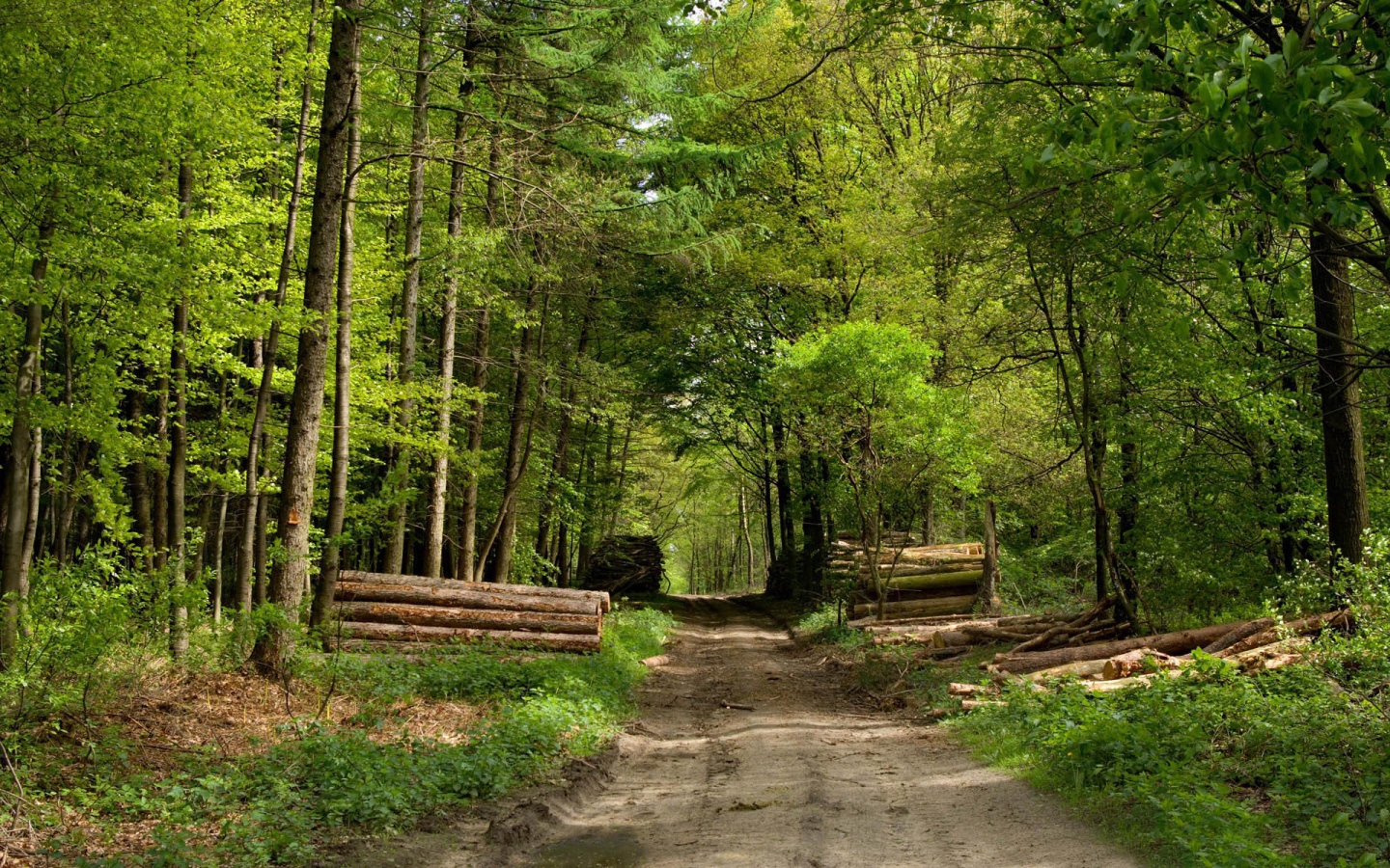 Дорога через зеленый лес